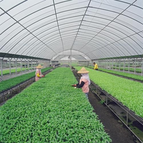 Steel Frame Greenhouse Steel Frame Greenhouse
